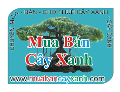 Mua bán cây xanh, Cây văn phòng Cho thuê cây văn phòng Cây nội thất Cho thuê cây nội thất Cây công trình Cây để bàn Cây có hoa Cây trồng nước Cây dây leo Cây đường viền Cỏ Cây ăn trái , Chăm sóc cây cảnh Chăm sóc cây xanh Dịch vụ cắt cỏ Cắt cỏ phát hoang