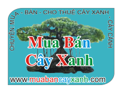 Mua bán cây xanh